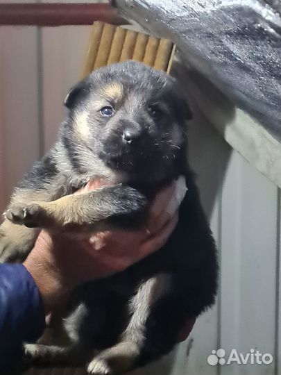Щенки немецкой овчарки