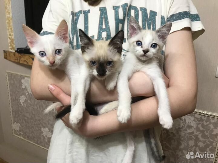 Котята в добрые руки