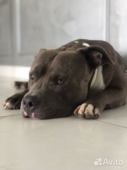 Американский булли вязка