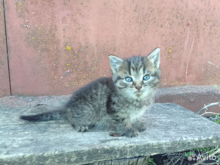 Котята в добрые руки (девочки)