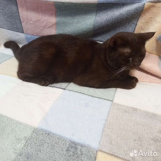 Коты в добрые руки 2 года