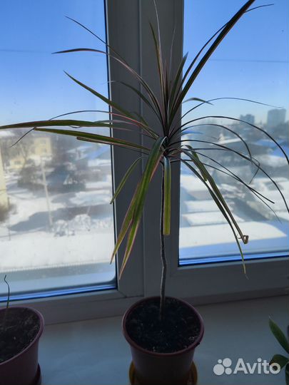 Финик, филодендрон вьющийся, шефлера, драцена