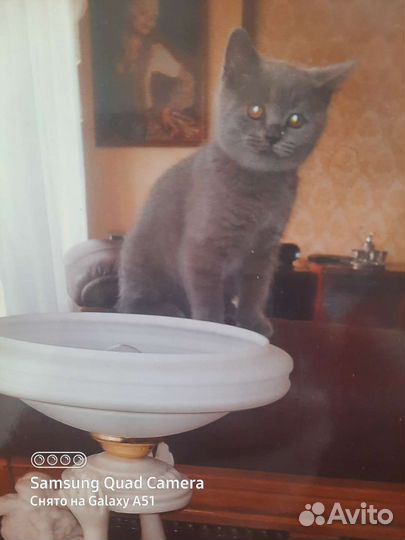 Передержка кошек, грызунов, птиц