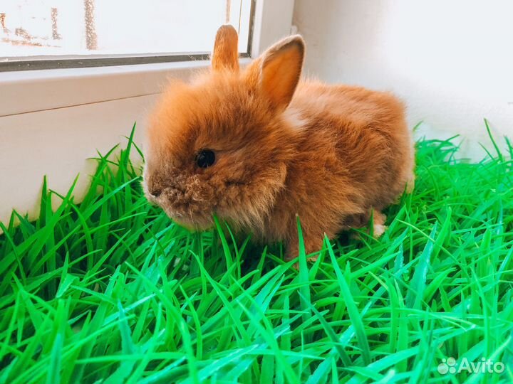 Карликовый кролик