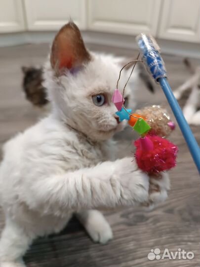 Котята Селкирк-рекс