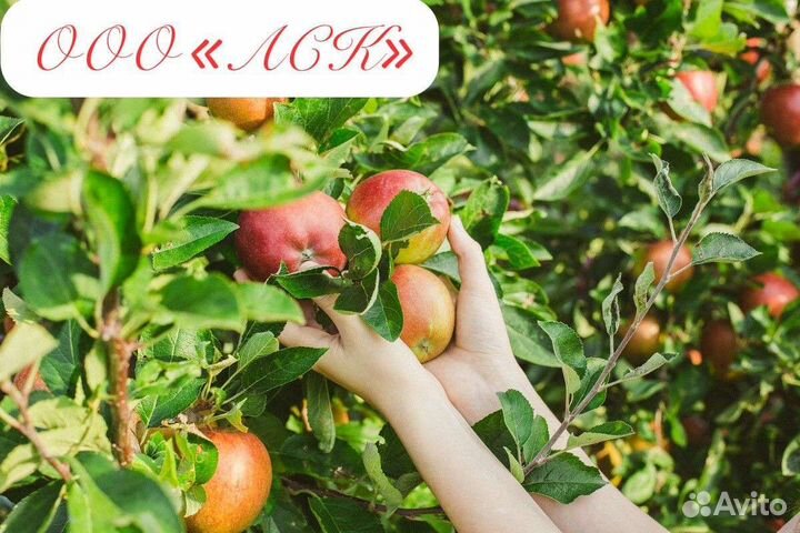 Сборщик яблок бесплатное проживание И питание