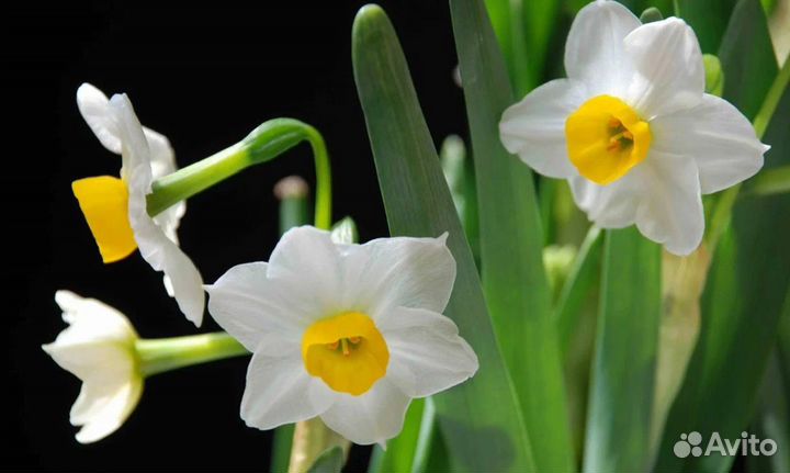 Луковицы нарциссов