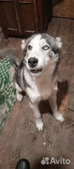 Хаски в добрые руки