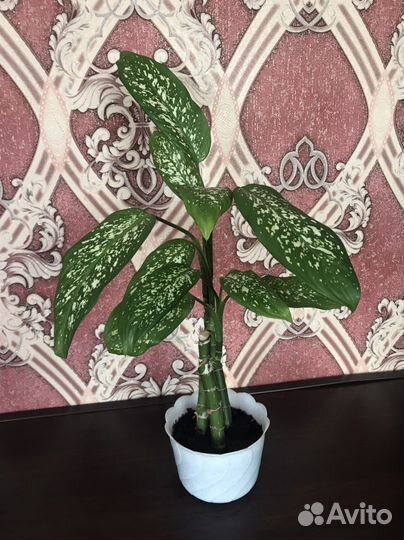 Диффенбахия