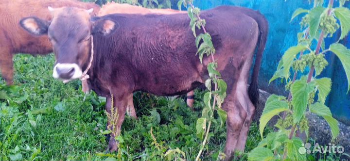 Кобыла тёлочка