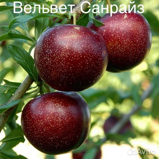 Саженцы плодовых культур на весну 2024