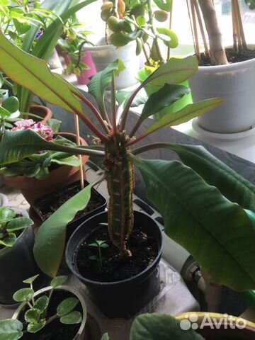 Фикус,Молочай