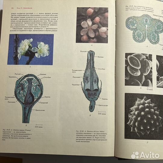Современная ботаника