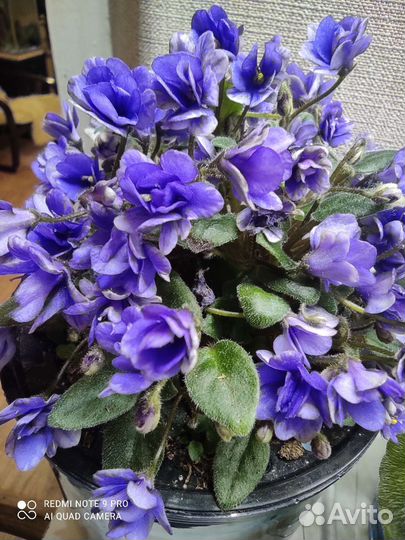 Фиалка Rob s Wagga Wagga