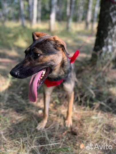 Преданная Берта