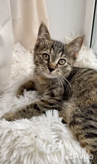 Котенок в добрые руки