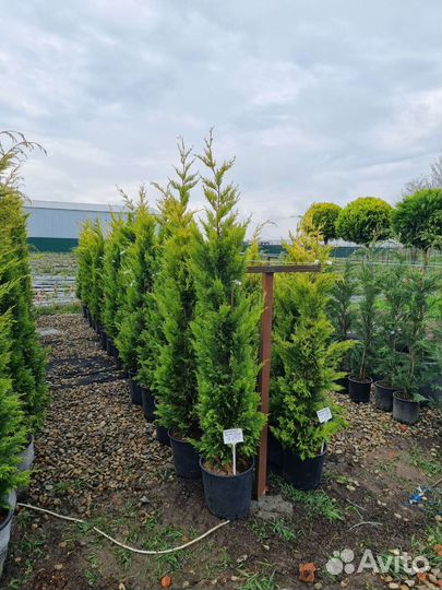 Куприсоципариус голд райдер (крым)