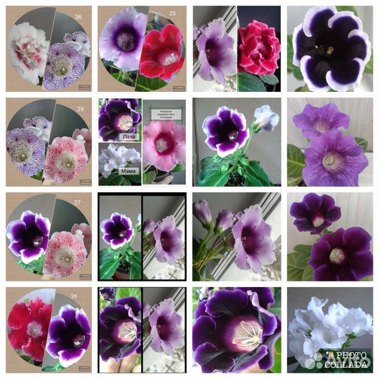 Семена Комнатный цветок, цветок в горшке