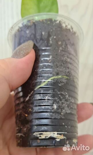 Сциндапсус Silver Lady