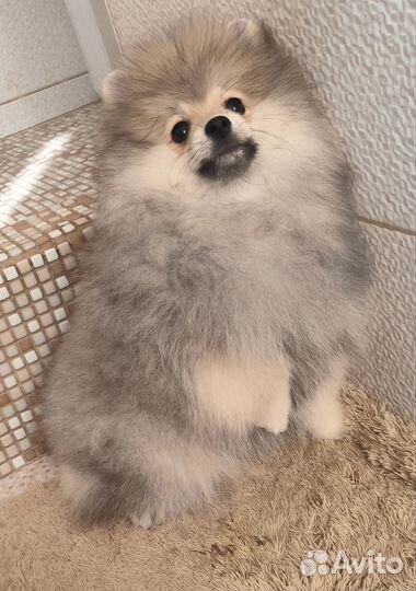 Малый немецкий шпиц щенок