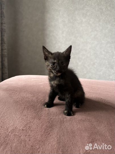 Отдам в добрые руки