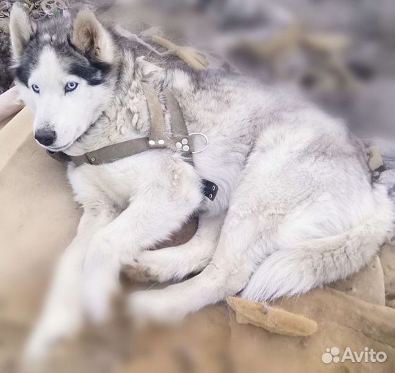 Щенки аляскисы