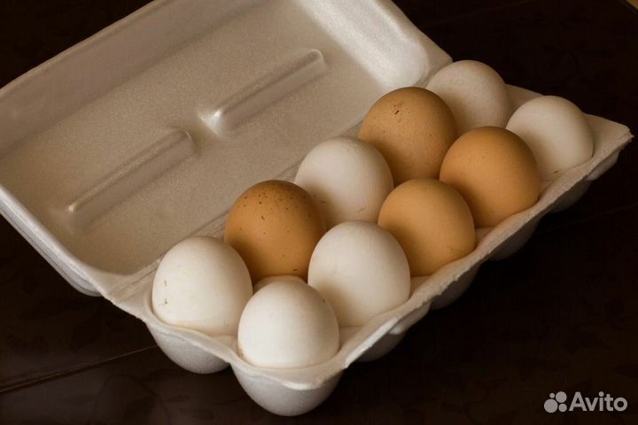 Домашние куриные яйца