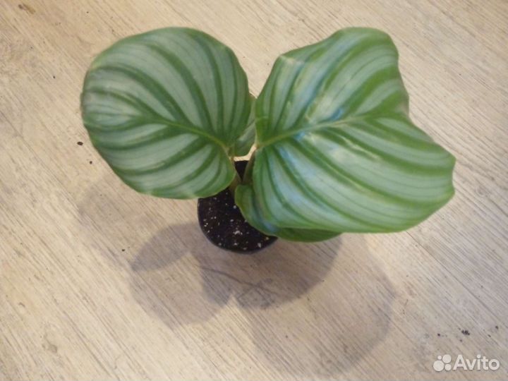 Калатея 10 сортов