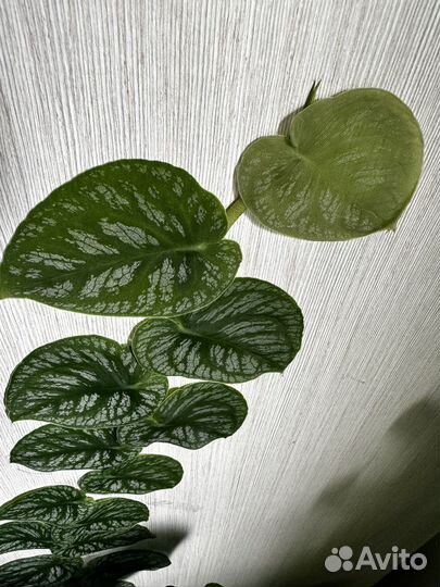 Монстера дубиа / monstera dubia