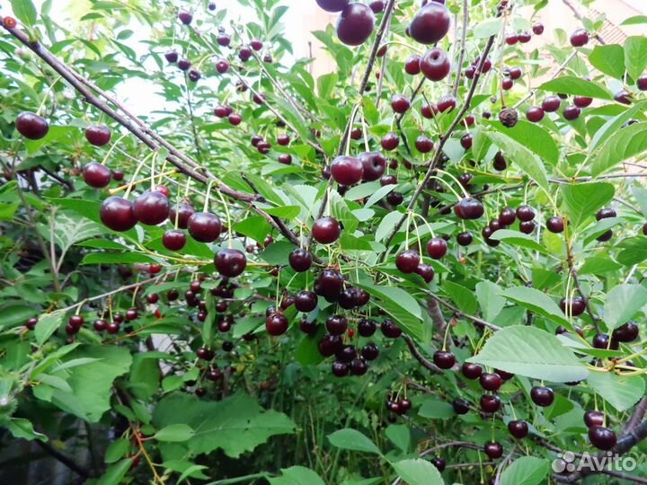 Саженцы Вишня Шоколадница
