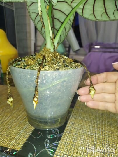 Алоказия Сильвер дракон (Alocasia Silver Dragon)