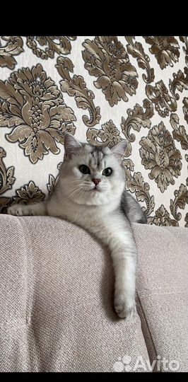 Кот на вязку