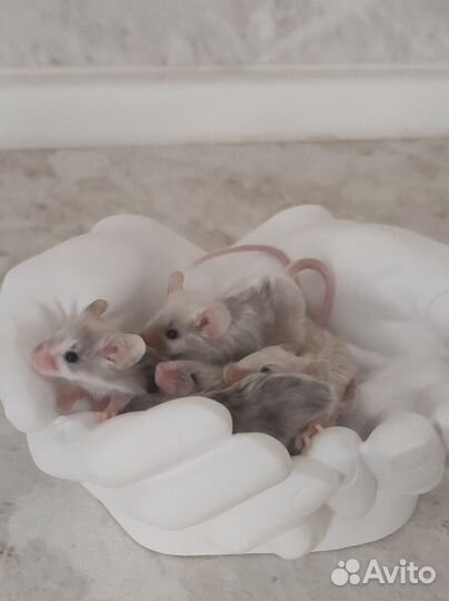 Мышки мальчики