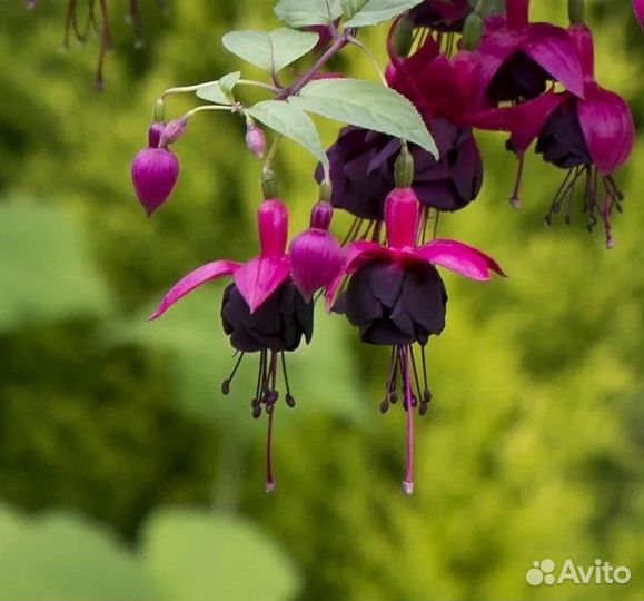 Комнатные цветы фуксия