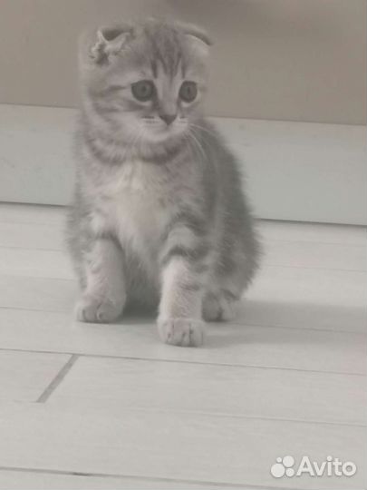 Вислоухая кошка