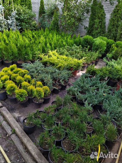 Хвойные растения