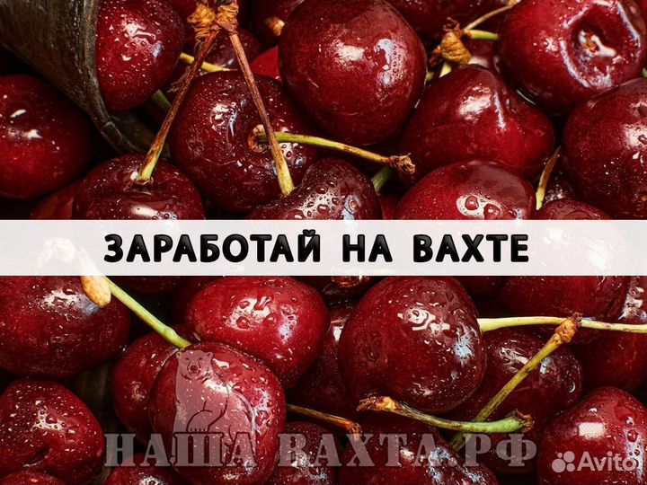 Упаковщик чая вахта сидя с питанием и проживанием