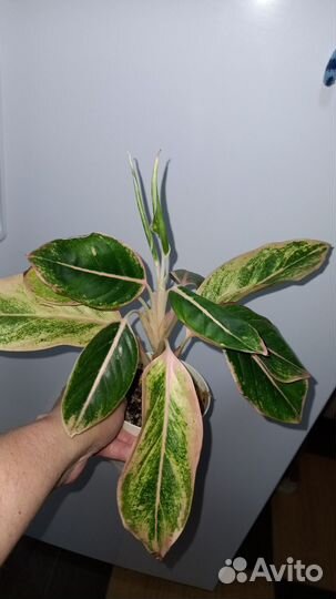 Аглаонема Lipstick Pink