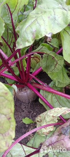 Свекла, капуста свежий урожай