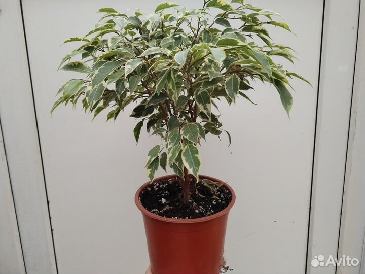 Фикус Бенджамина