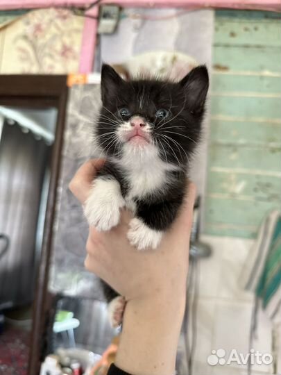 Котёнок отдам даром