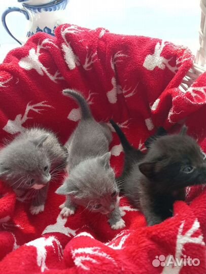 Котики бесплатно в добрые руки