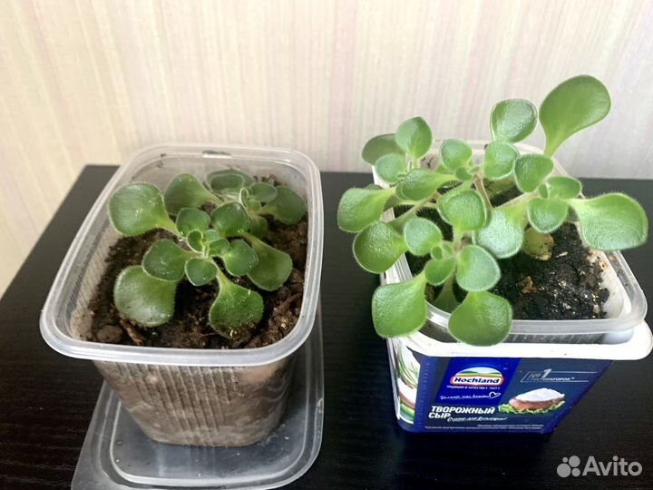 Цветы разные много