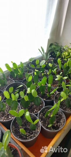 Репсалидопсис