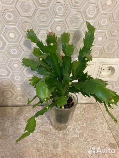 Декабристы,шлюмбергеры красные, белые с бутонами