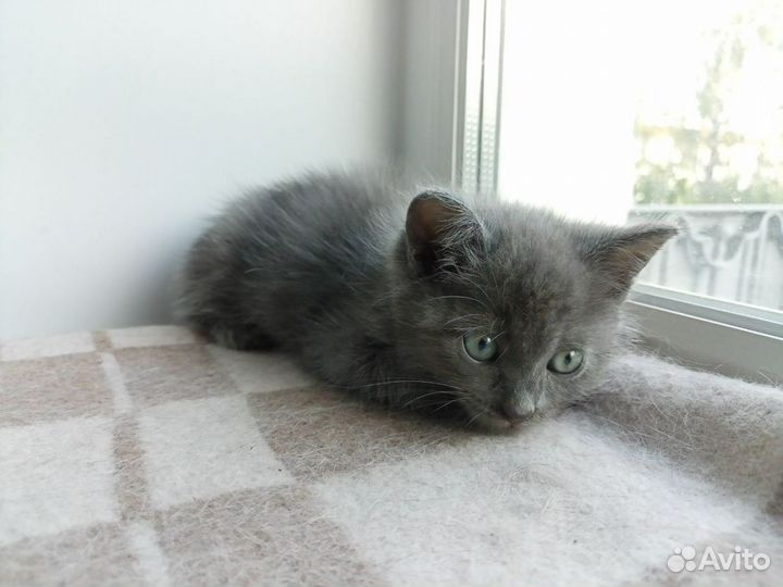 Котенок в добрые руки