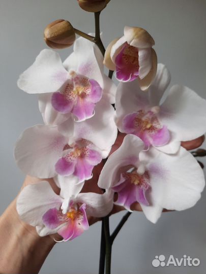 Орхидея биглип