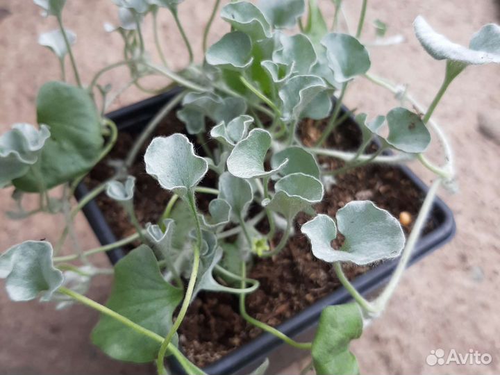 Дихондра серебристая