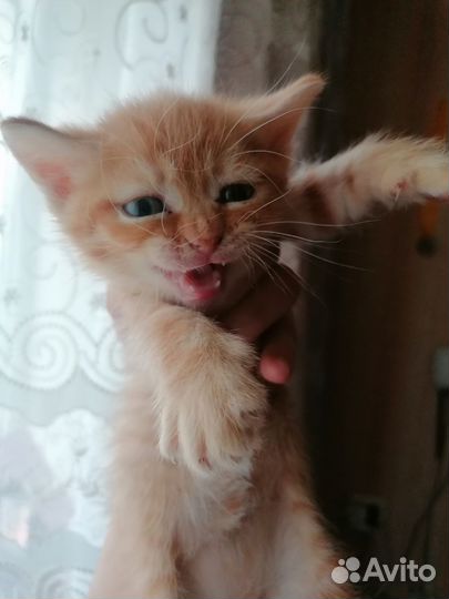 Кошки в добрые руки бесплатно