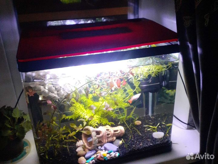 Аквариум террариум